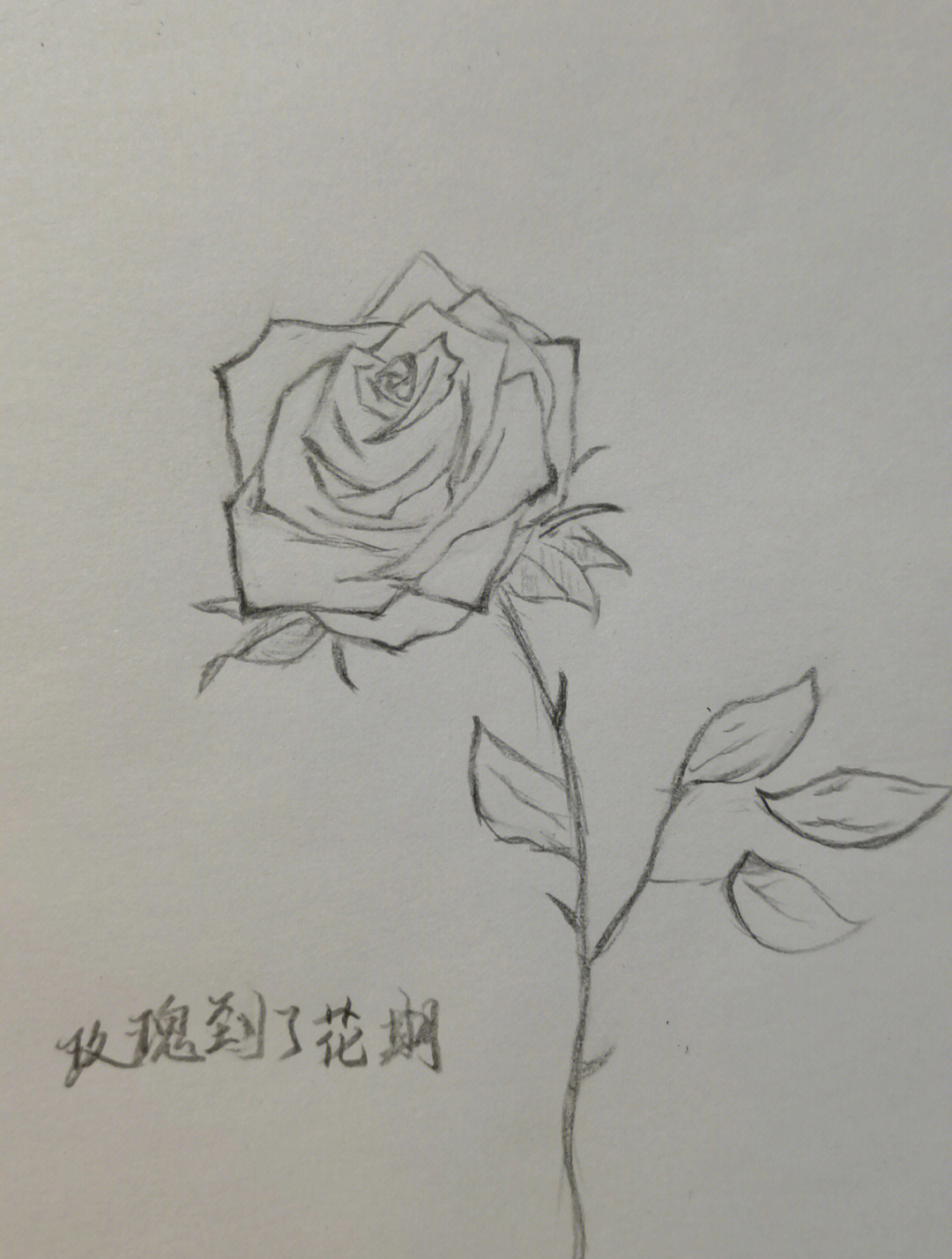 玫瑰花素描教程图片