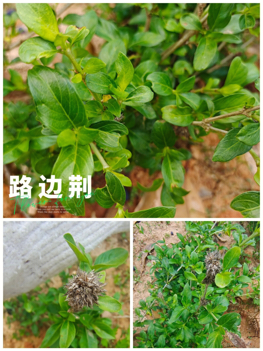 路边常见草药100种图片