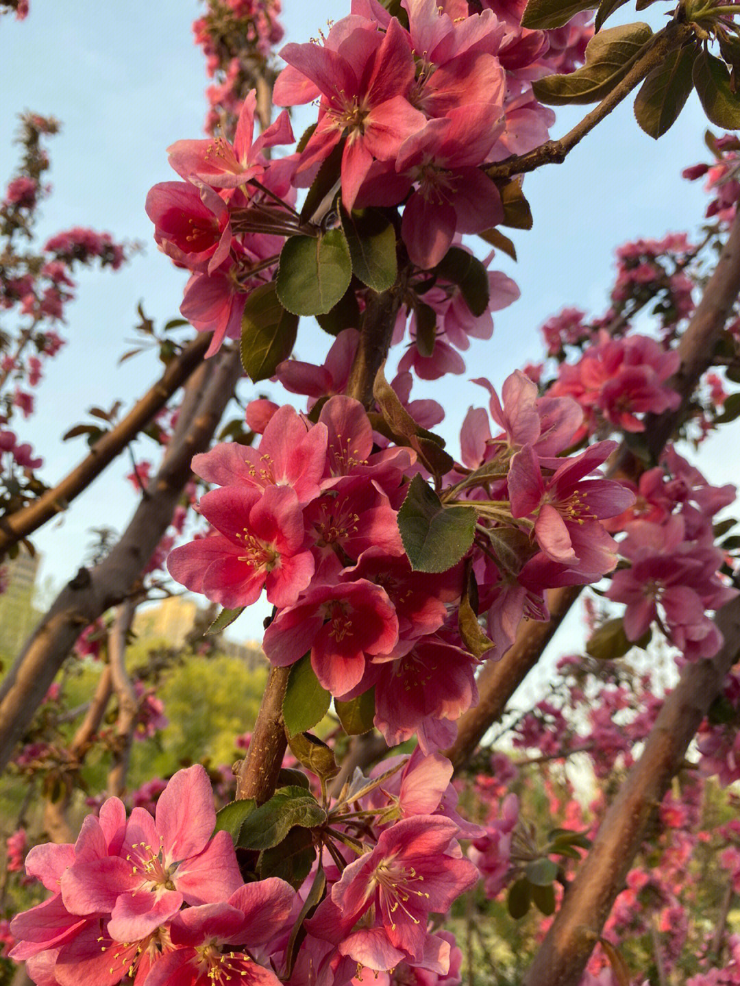 王子海棠树开花图图片