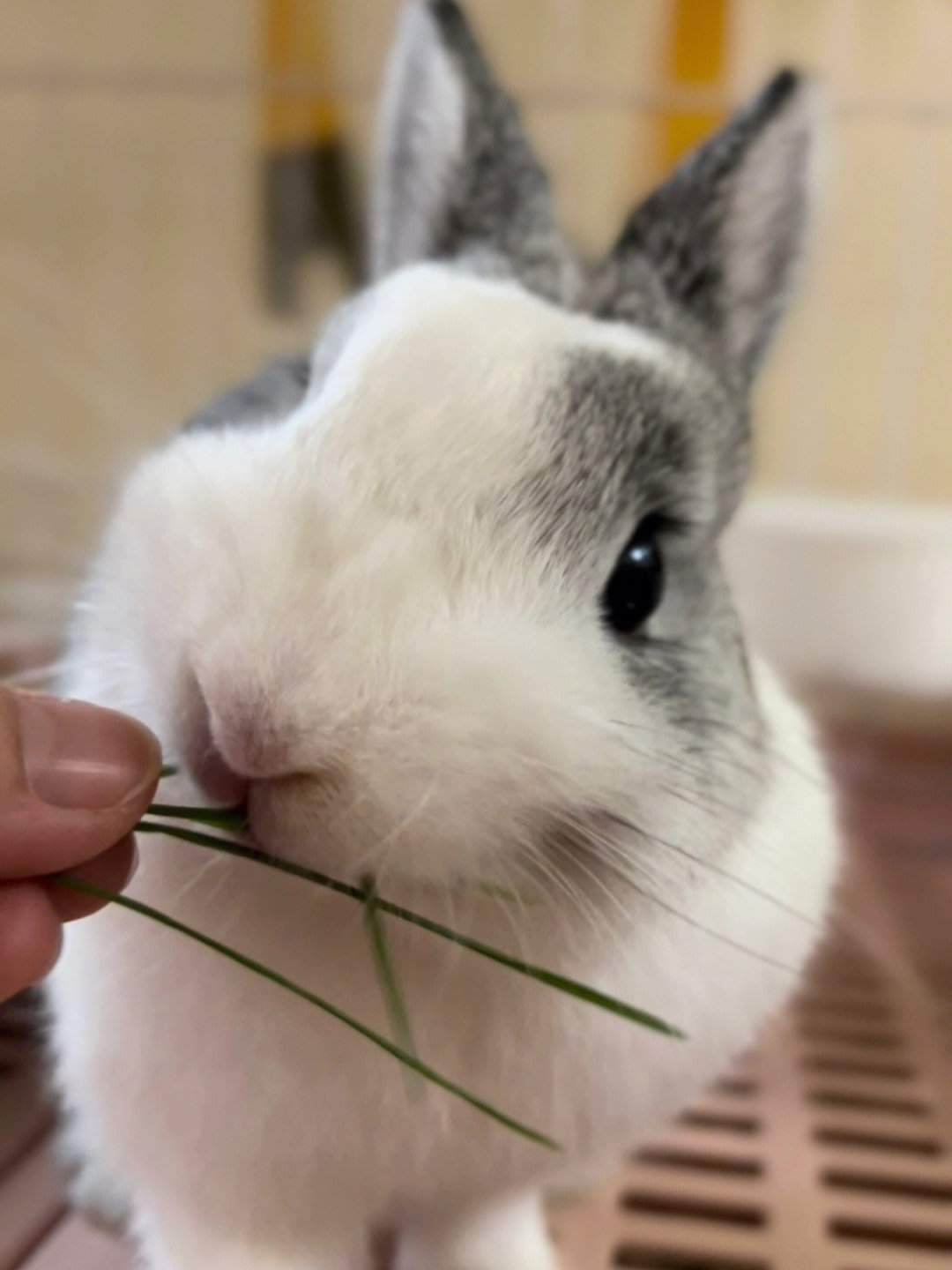 虎牙猴三棍兔兔照片图片