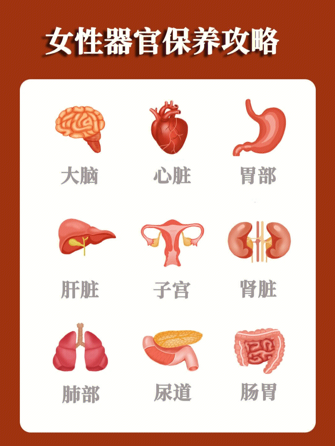 人体器官功能与作用图图片