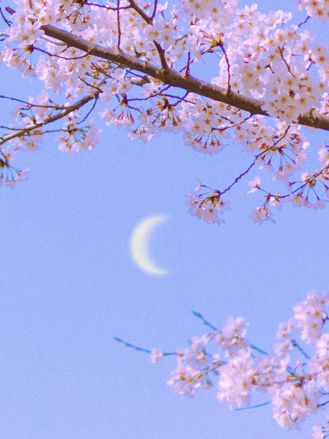 樱花树下的味道是粉色春天的样子