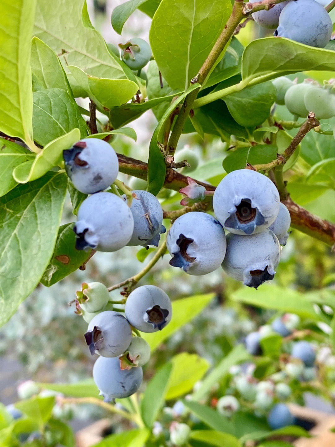 塞拉蓝莓品种介绍图片