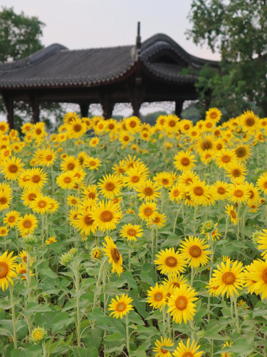 鉴湖风景区向日葵图片