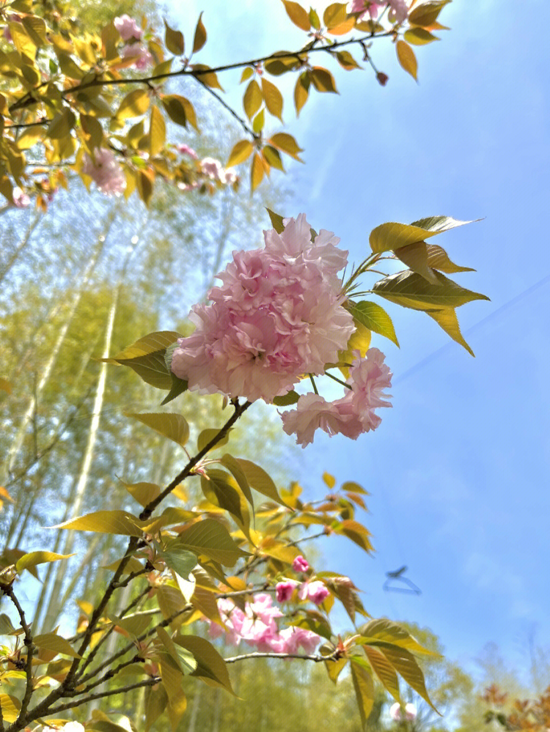 日本晚樱花期图片