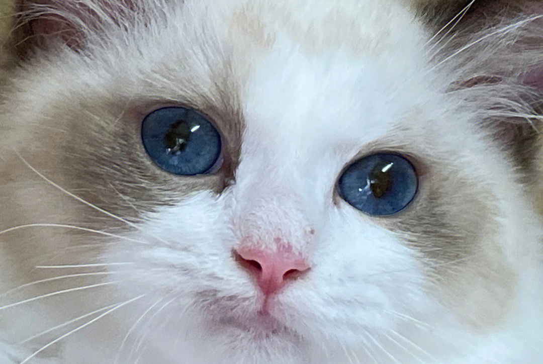 布偶猫眼色素对比色卡图片