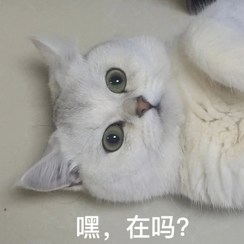 猫咪表情包