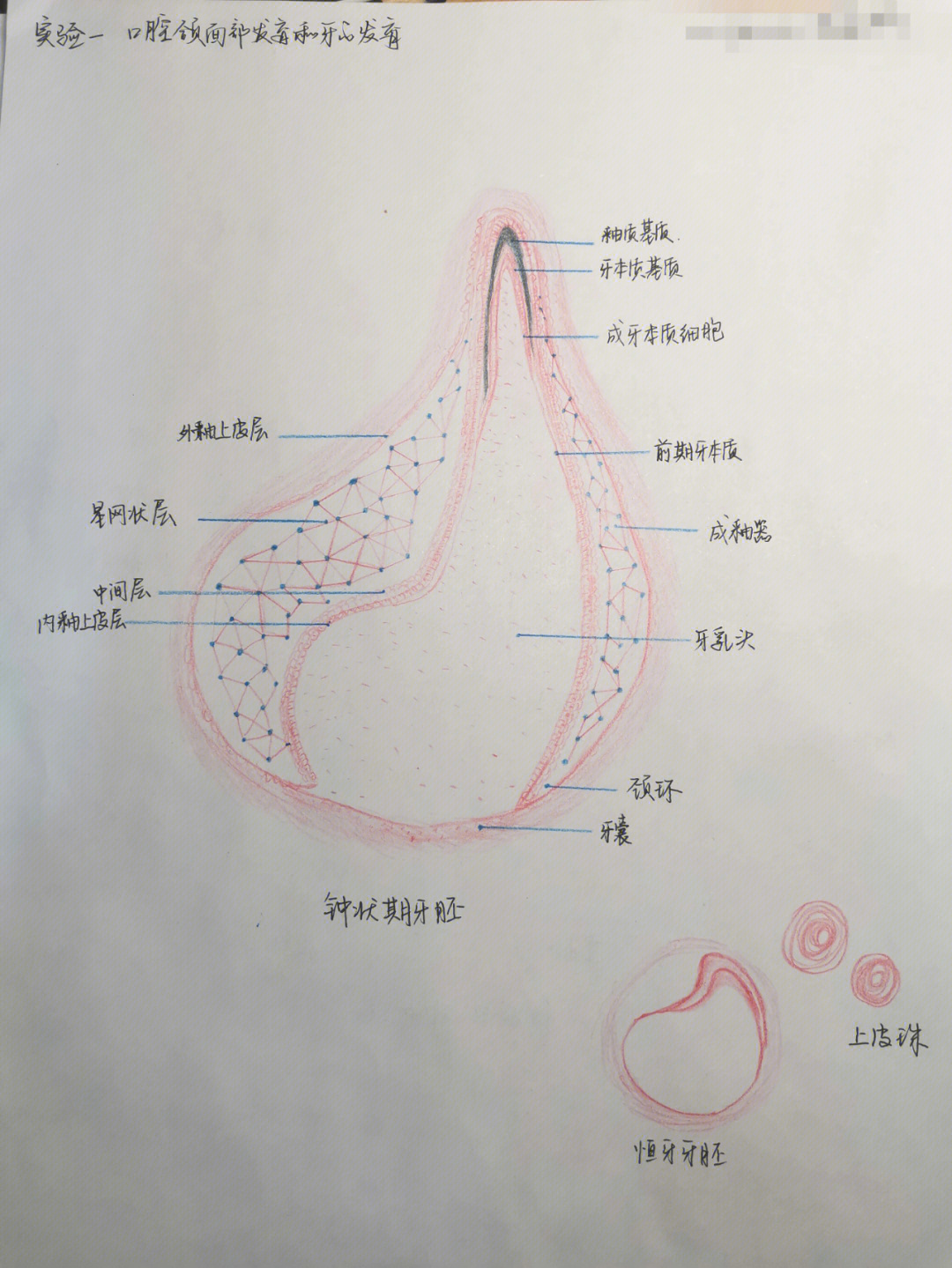 牙胚钟状期绘图图片