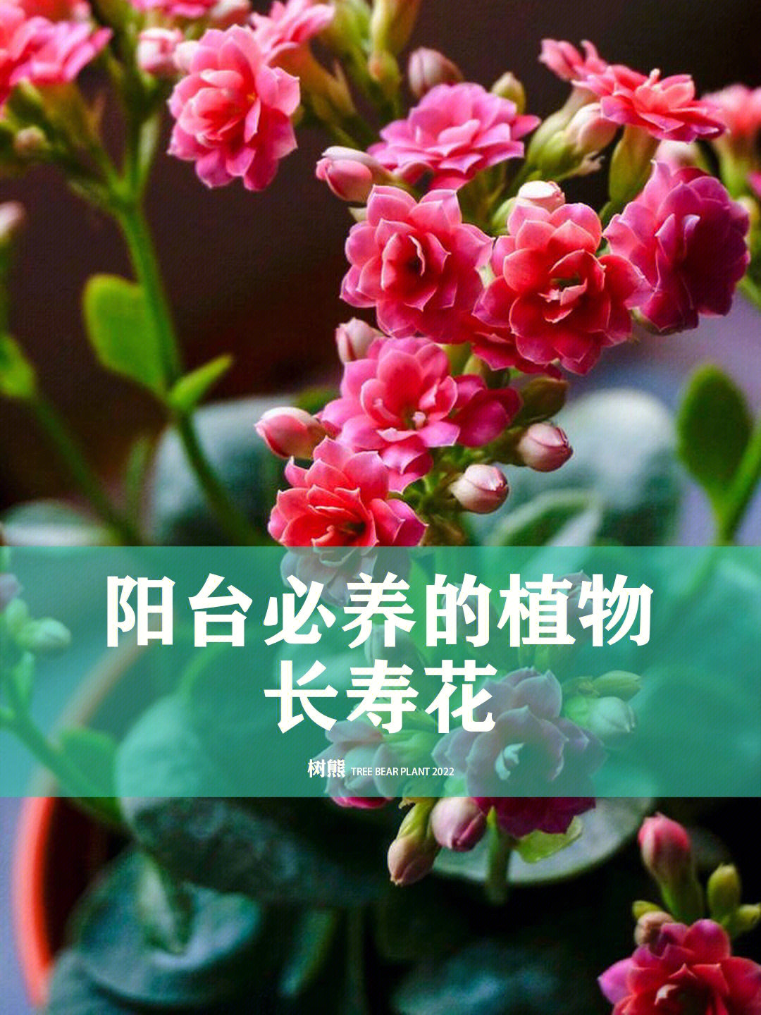 长寿花植物卡片三年级图片