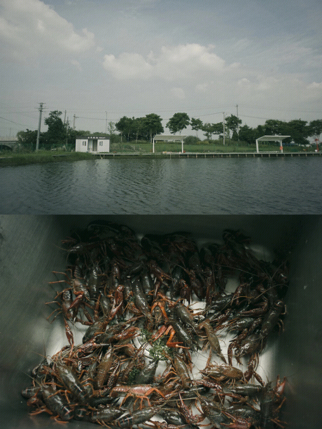 重庆钓龙虾的农家乐图片