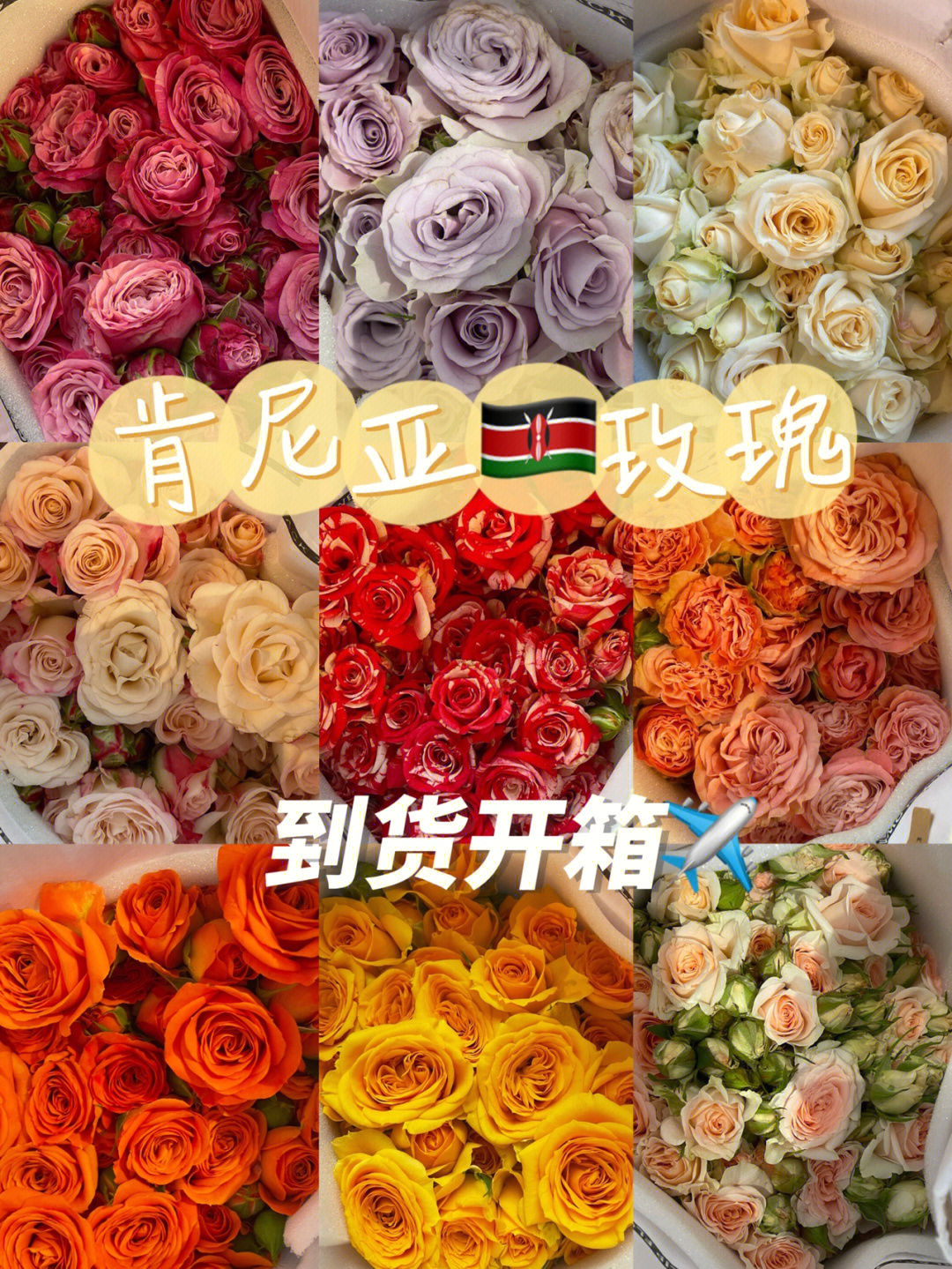 新加坡团花肯尼亚玫瑰