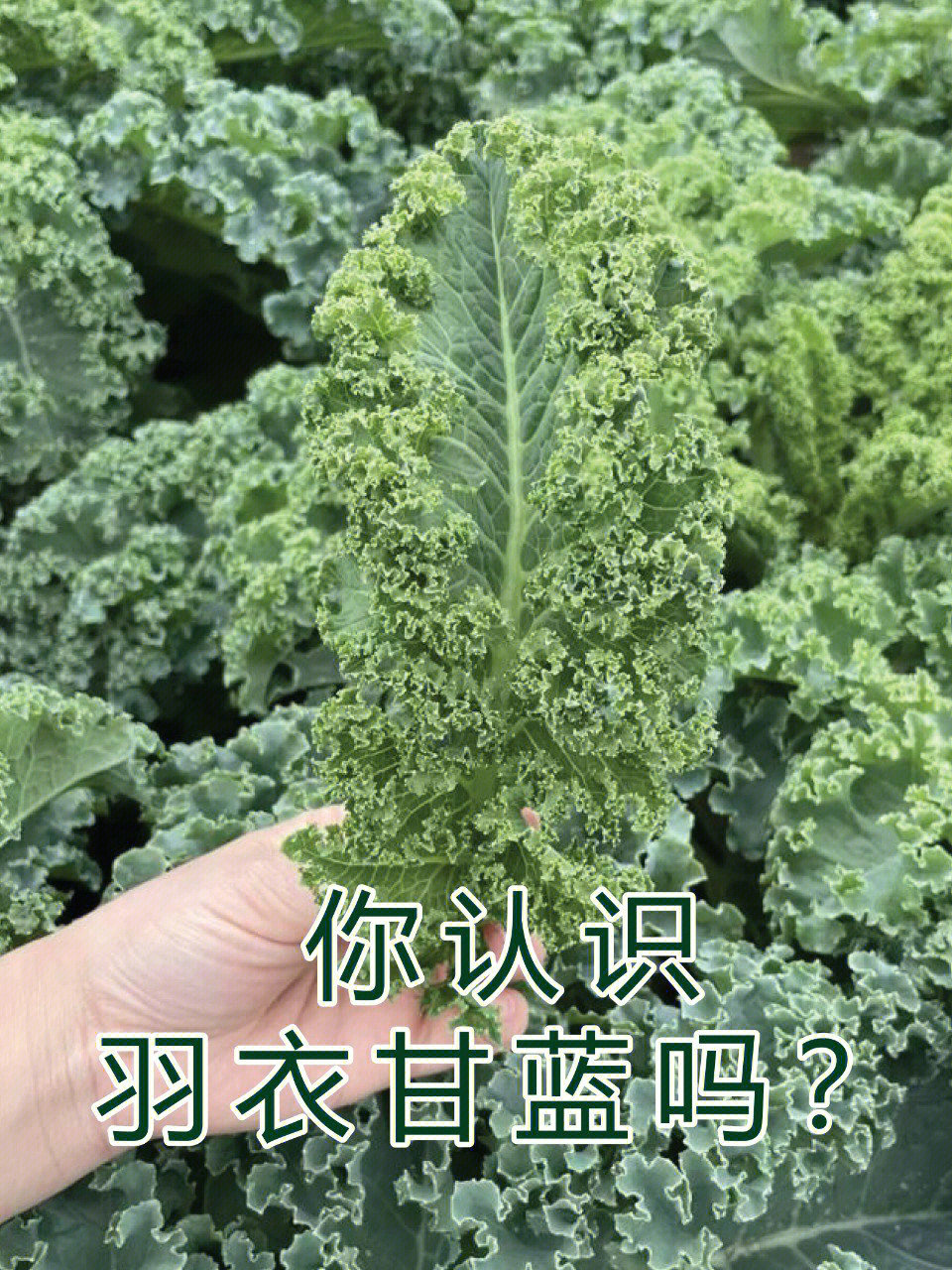 甘蓝菜的功效与作用图片