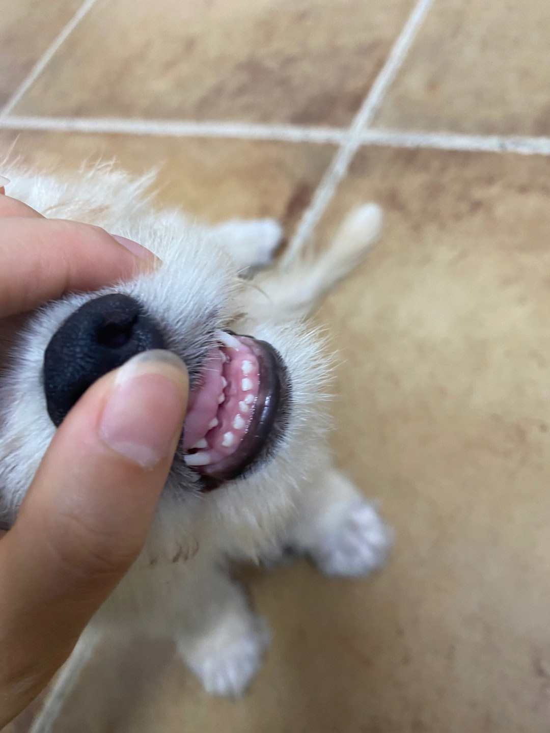6个月狗狗牙齿图片图片