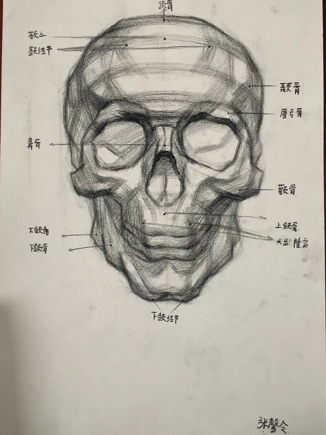 犬齿隆突素描图片