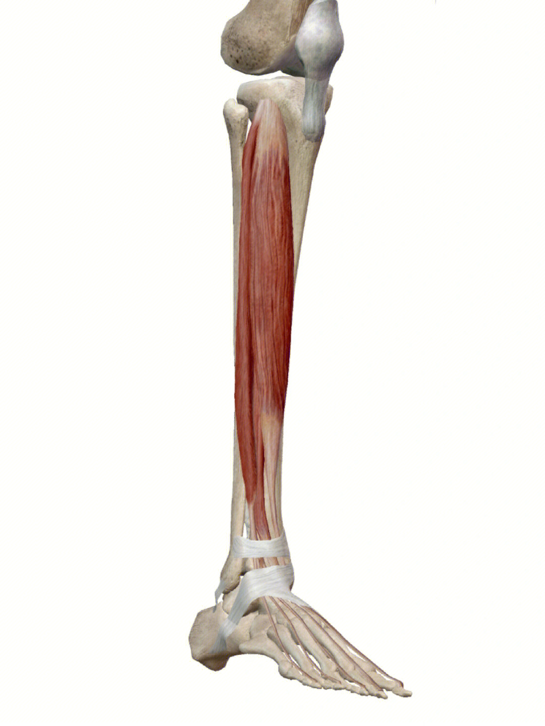 98《骨骼肌肉功能解剖学》8215胫骨前肌:胫腓骨上端骨间膜前面