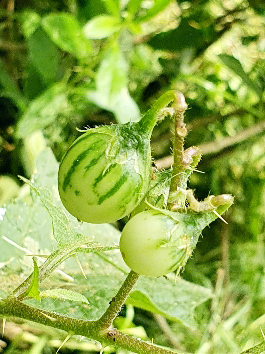 刺天茄