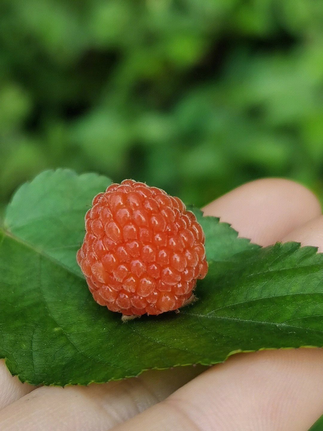野生树莓成熟了