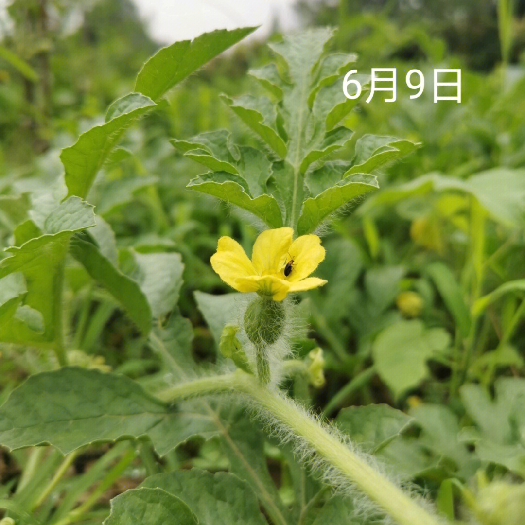 西瓜藤开花图片图片