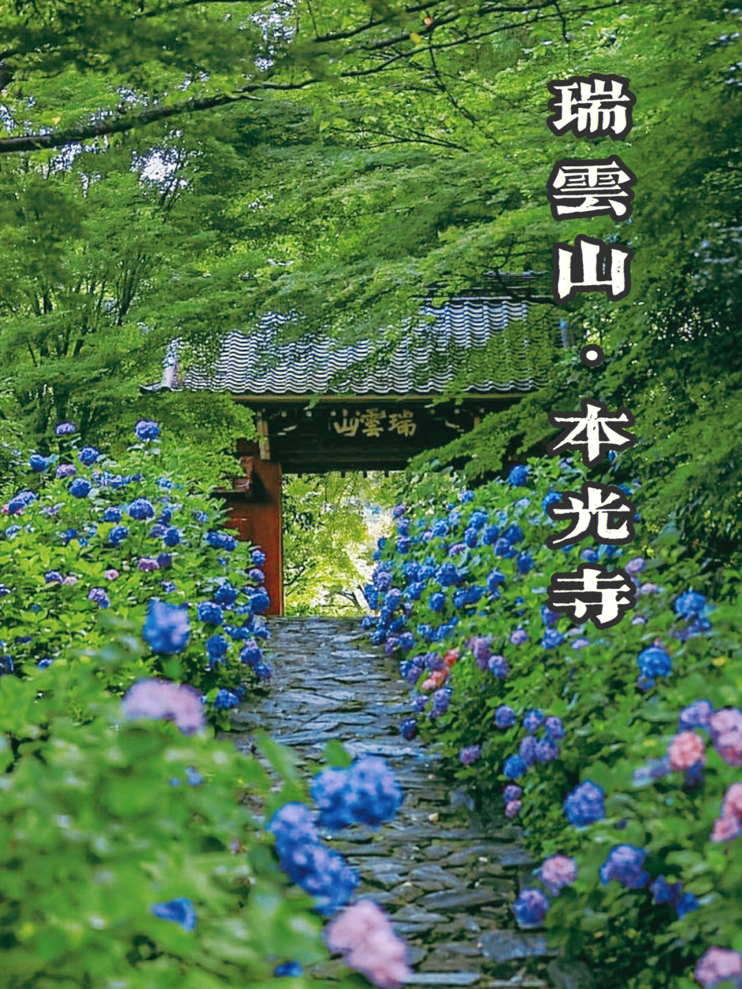 在日本爱知县,本光寺在每年的6月,都会成为一道亮丽的风景线