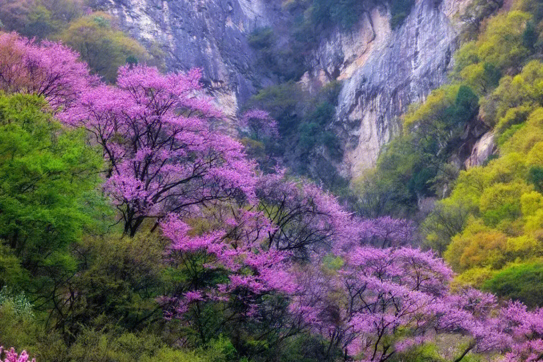 太平峪森林公园紫荆花图片