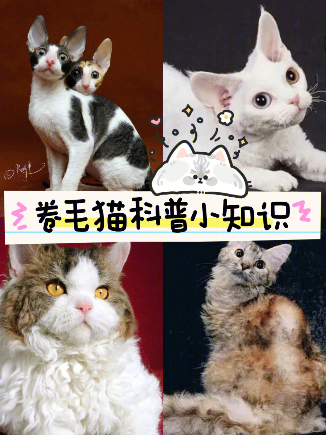 猫界四大卷毛猫科普小知识