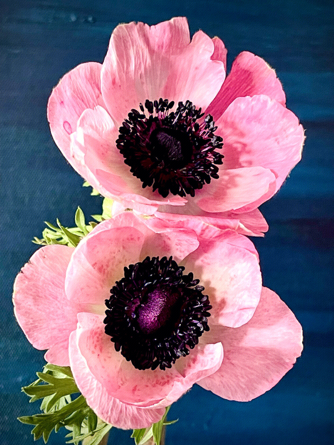 粉色银莲花花语图片