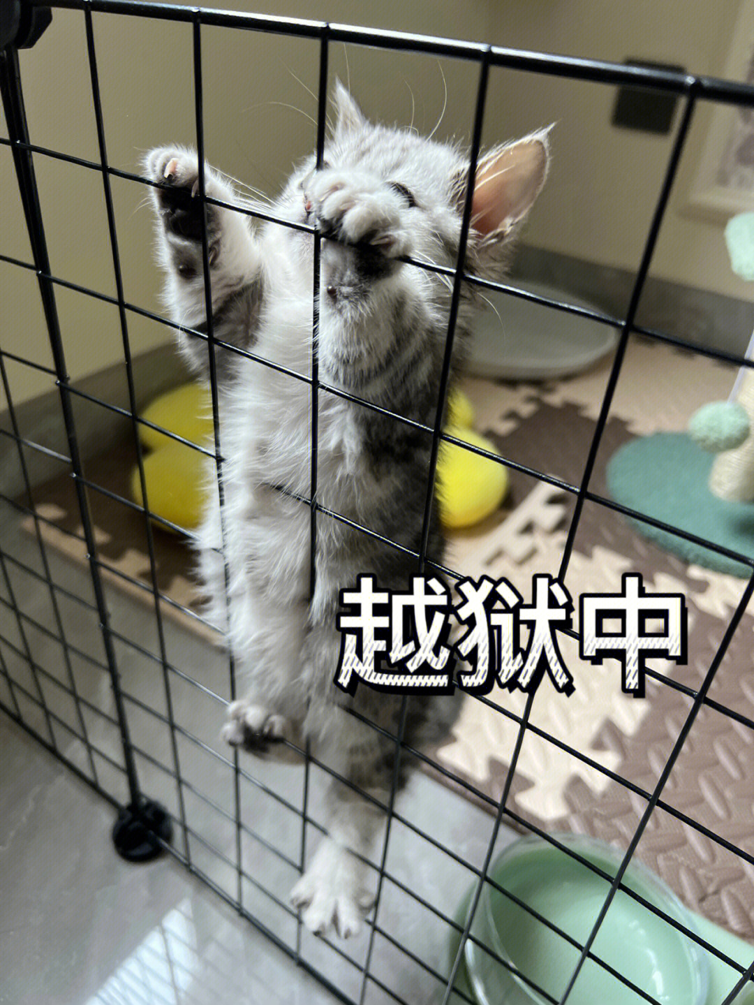 猫猫铁窗泪图片