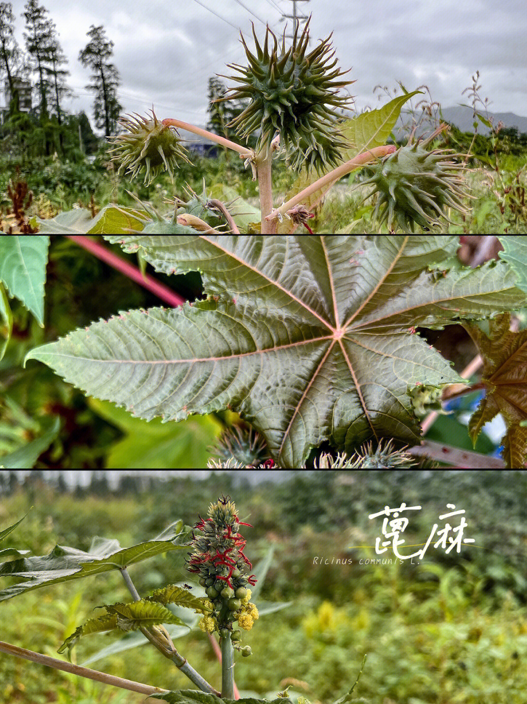 为双子叶植物纲,金虎尾目,大戟科,蓖麻属一年生或多年生草本植物