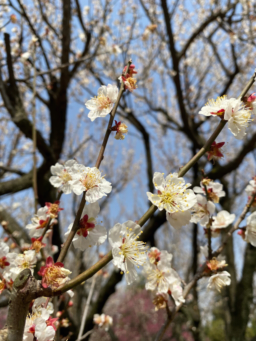 正是赏梅好时节,除梅花山外玄武湖梁洲也有大片的梅花林,梅花山这个