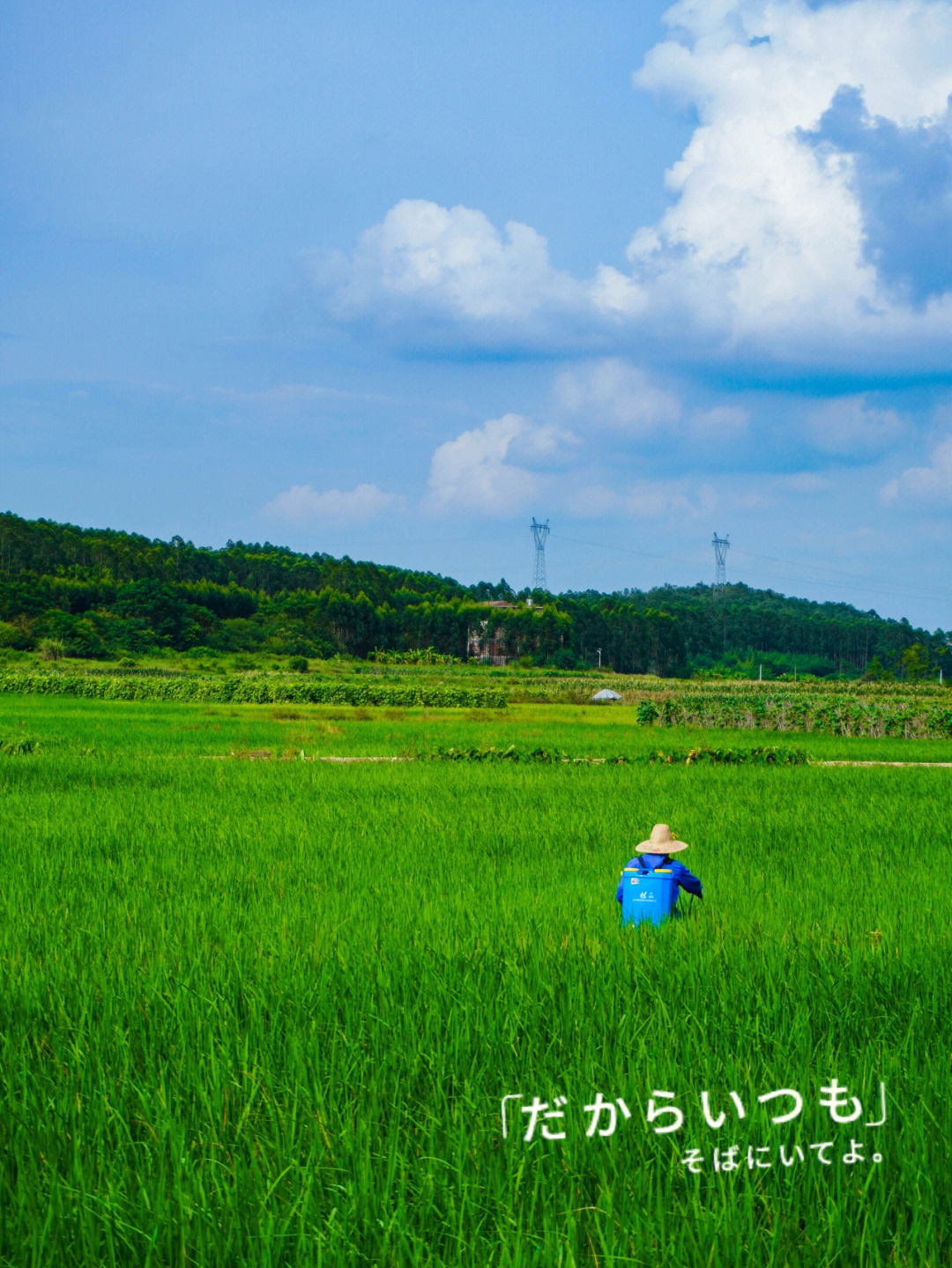 初秋绿油油的稻田乡村游