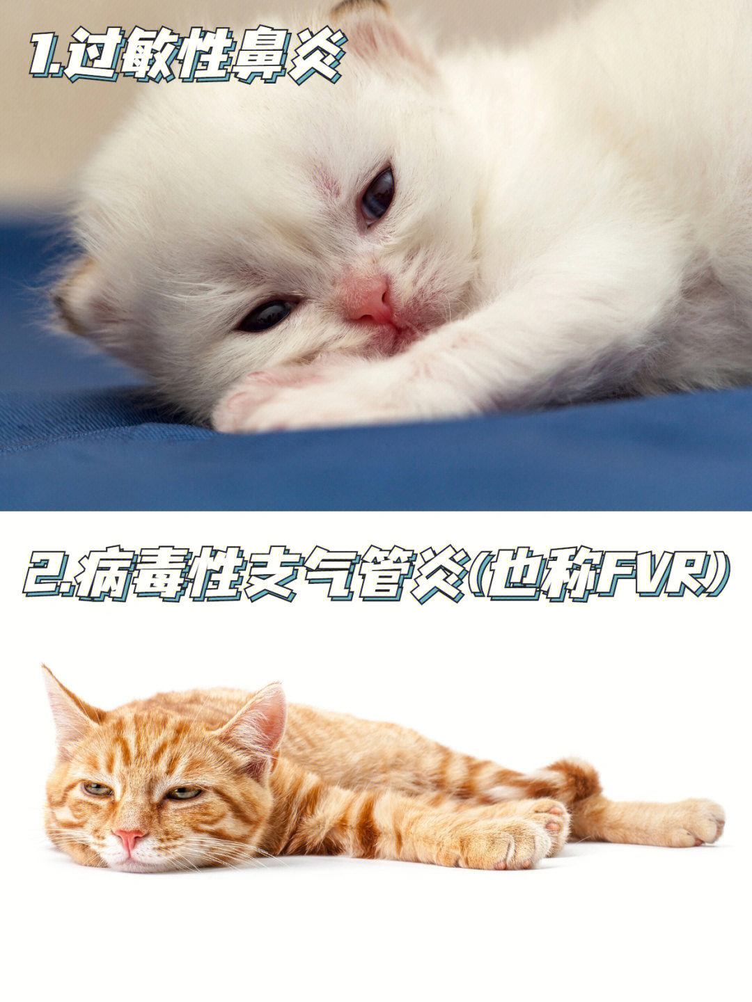 猫打喷嚏是怎么回事图片