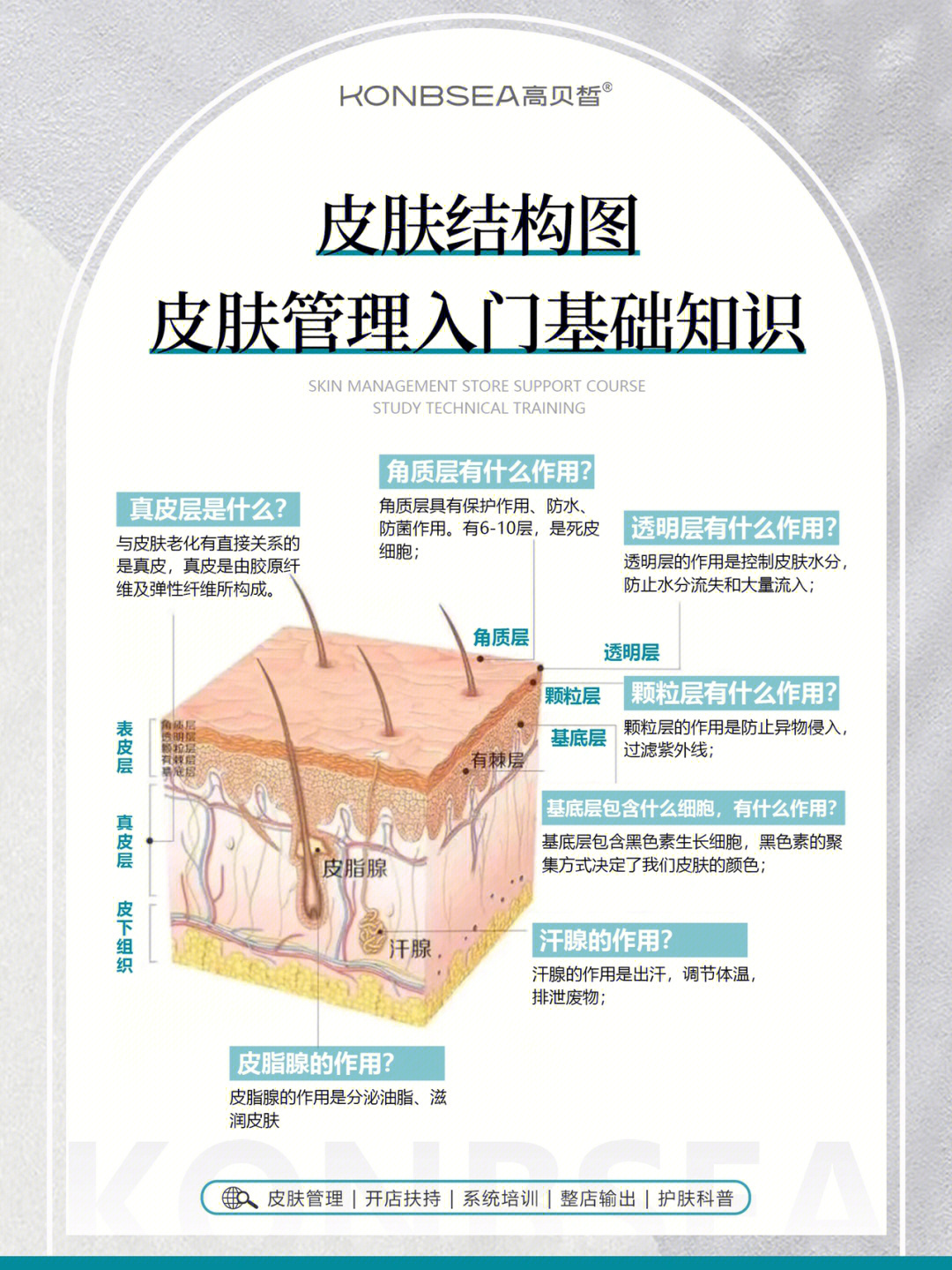 超全皮肤生理结构图皮肤管理入门基础知识