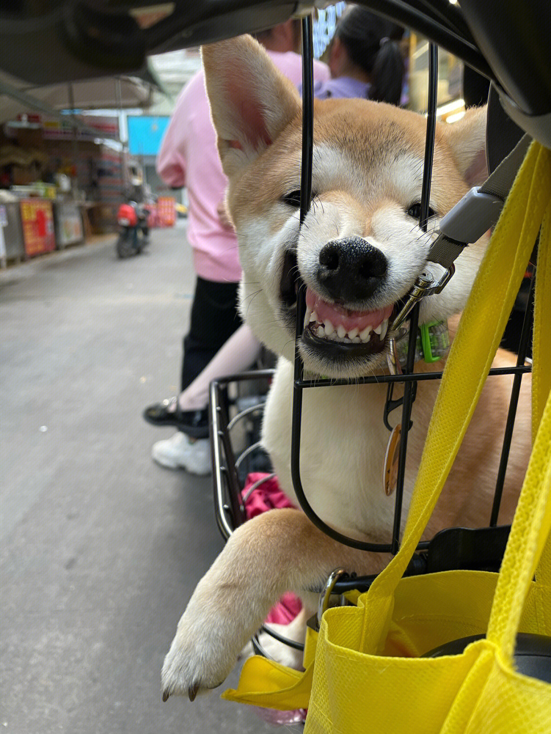 柴犬坐摇摇车表情包图片