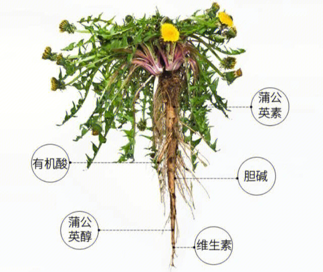 扁平疣怎么治疗除根图片