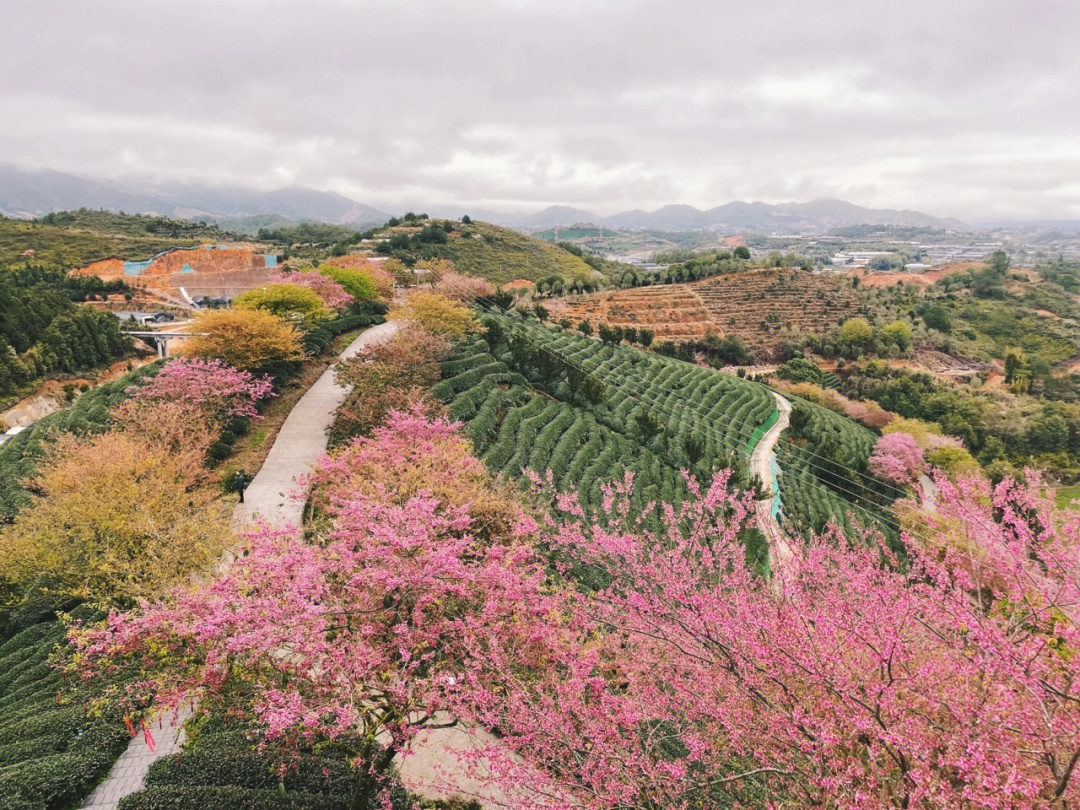 永福樱花