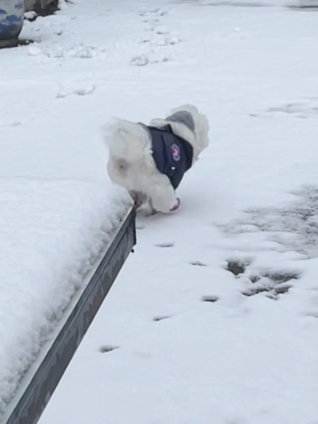 狗玩雪表情包图片