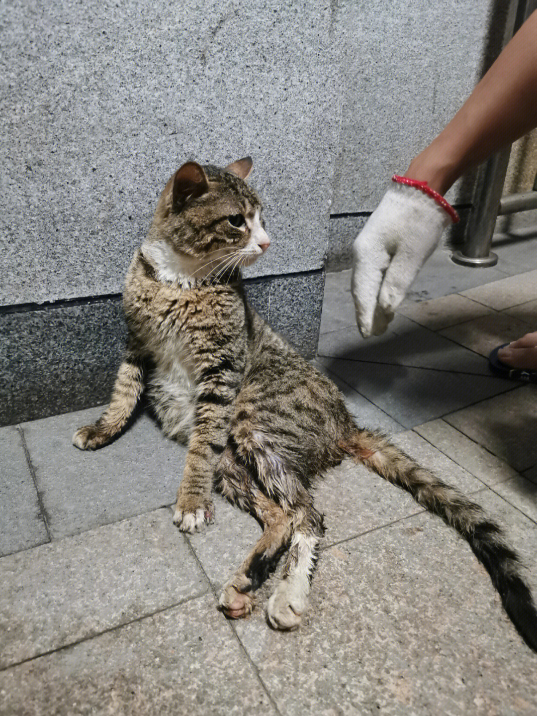 呼吁救助流浪猫图片图片