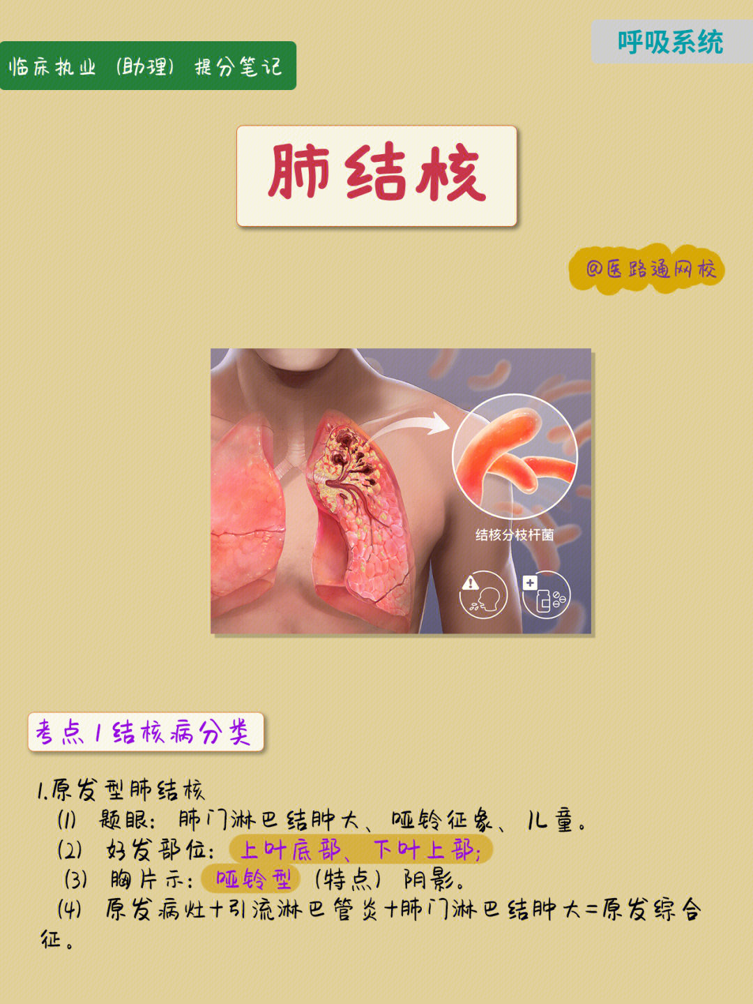原发型肺结核(1)题眼:肺门淋巴结肿大,哑铃征象,儿童