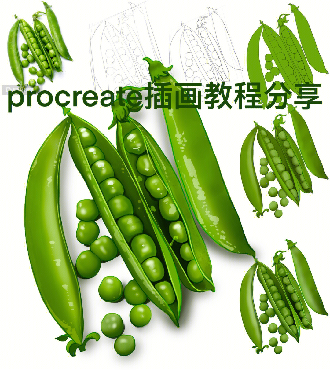 procreate插画教程分享打卡豌豆蔬菜