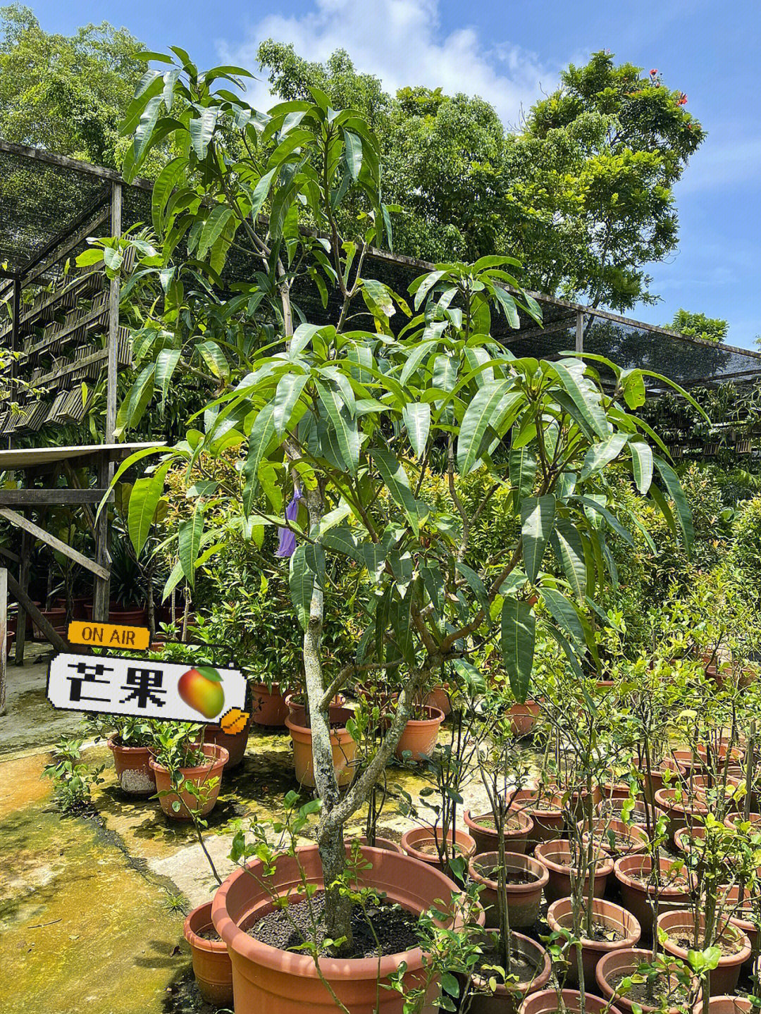 各种果树造型方法图片