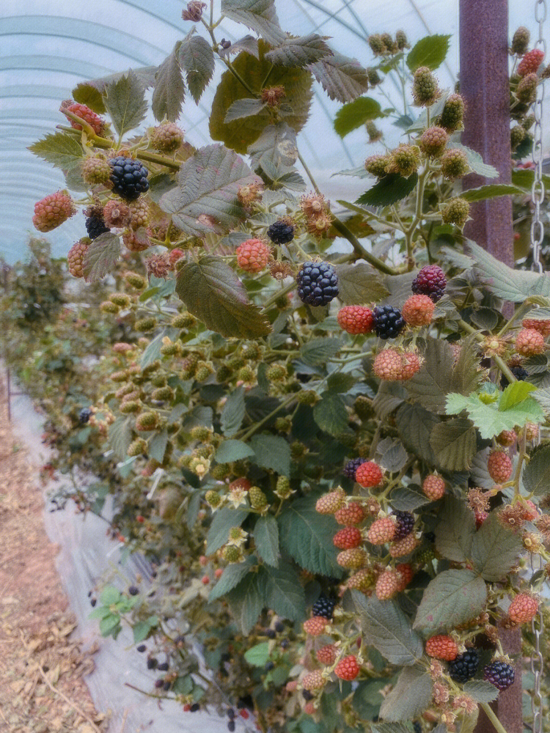 黑树莓生长环境图片