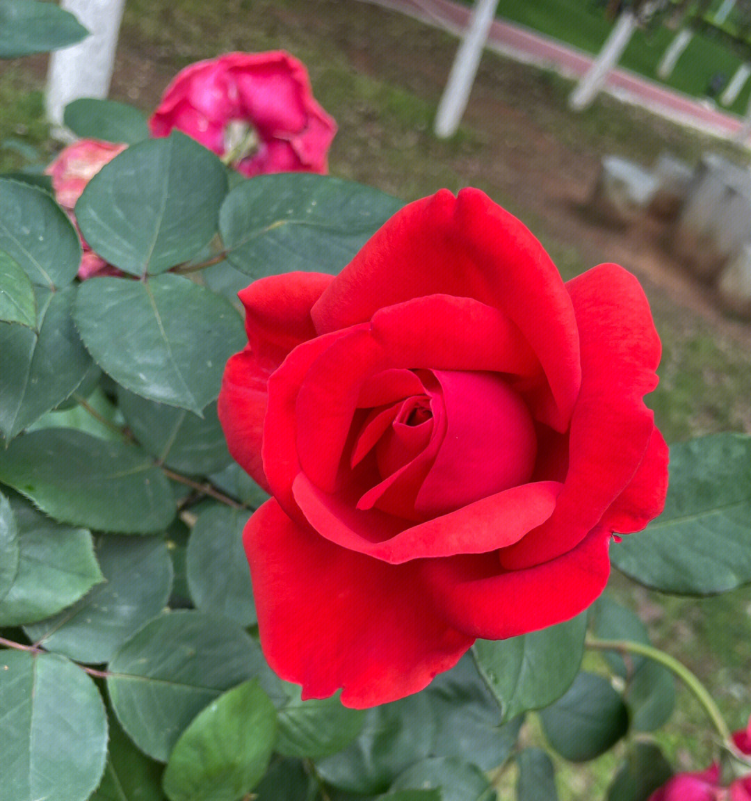 岁已暖茶花绽风有约花不误