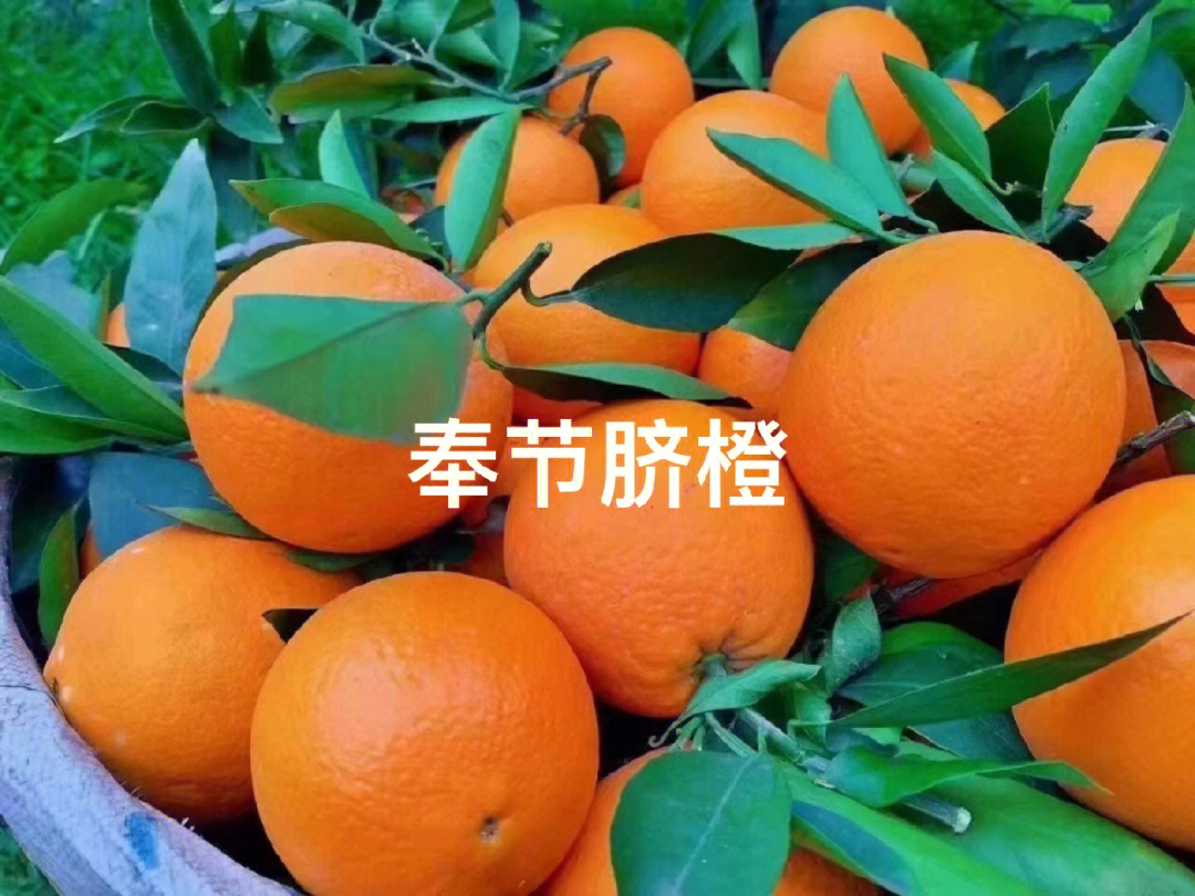 重庆三大特色水果图片