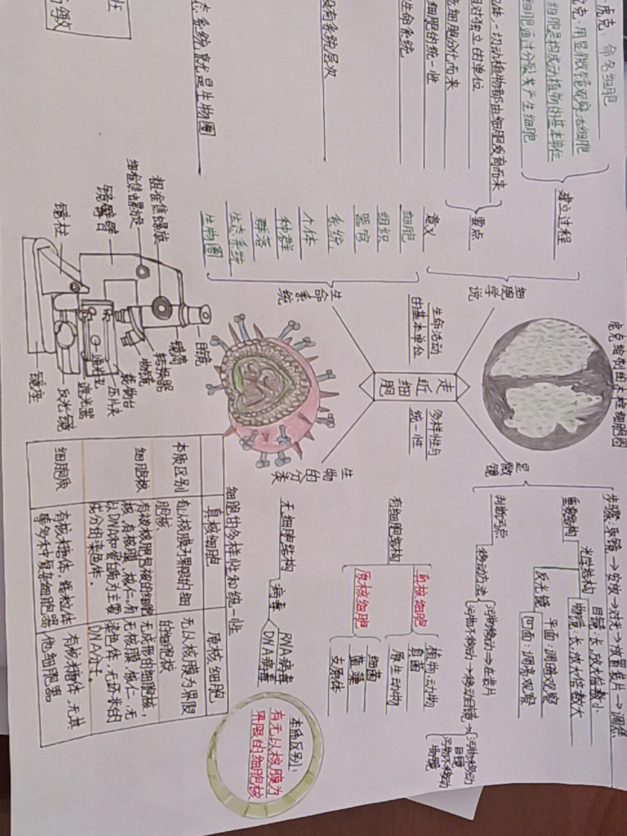 初一生物概念图怎么画图片