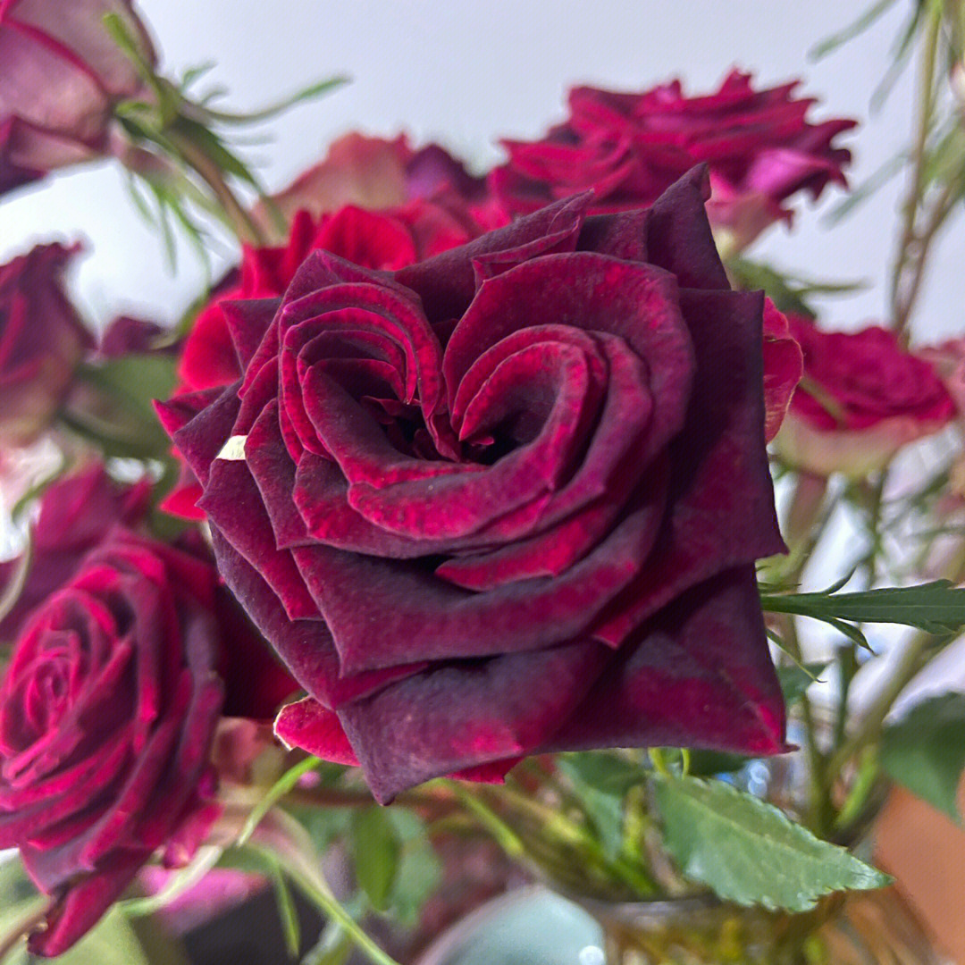 紫罗兰多头玫瑰图片图片