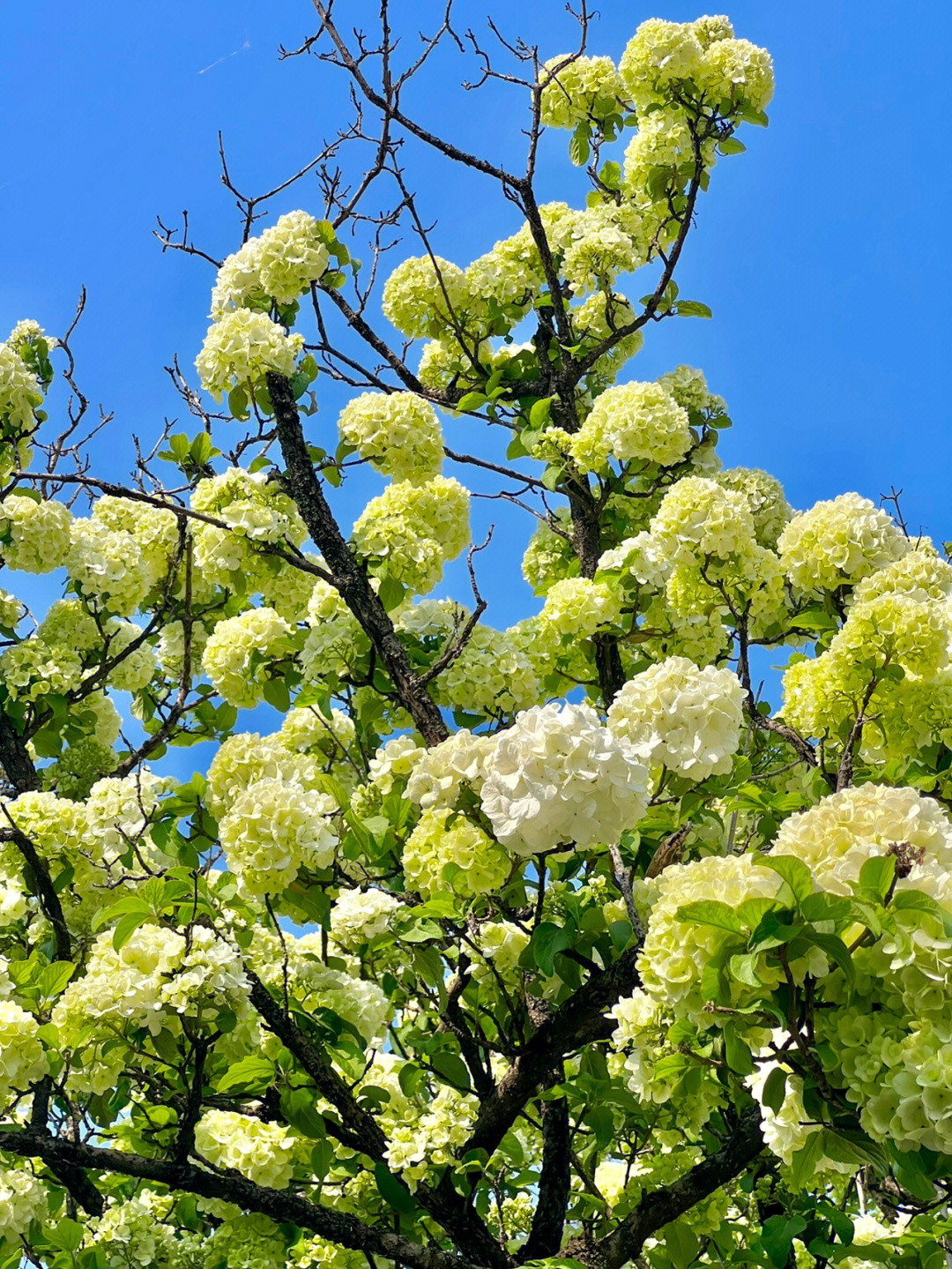 南京绣球花公园花期图片