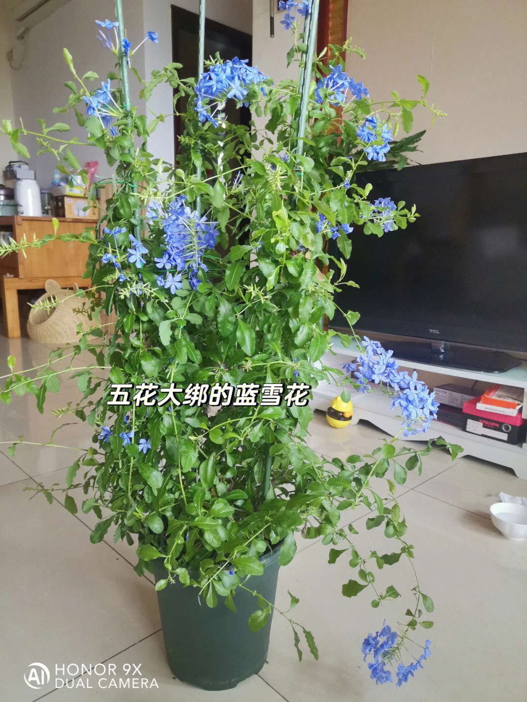 蓝雪花棒棒糖