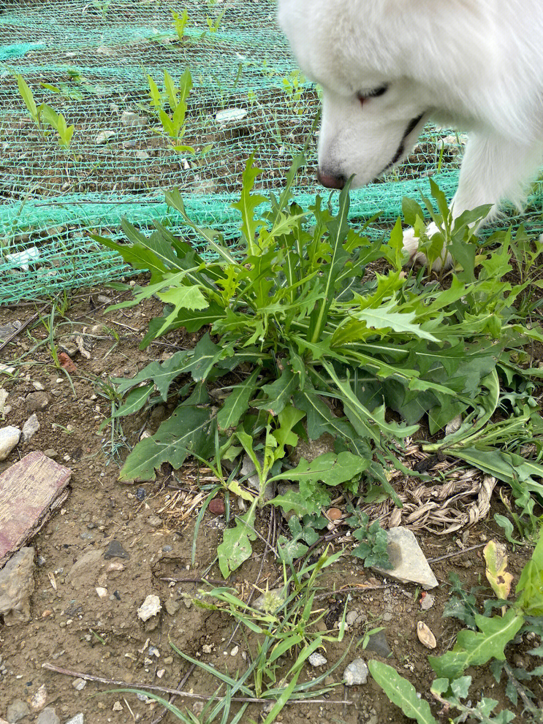 狗儿秧野菜图片图片