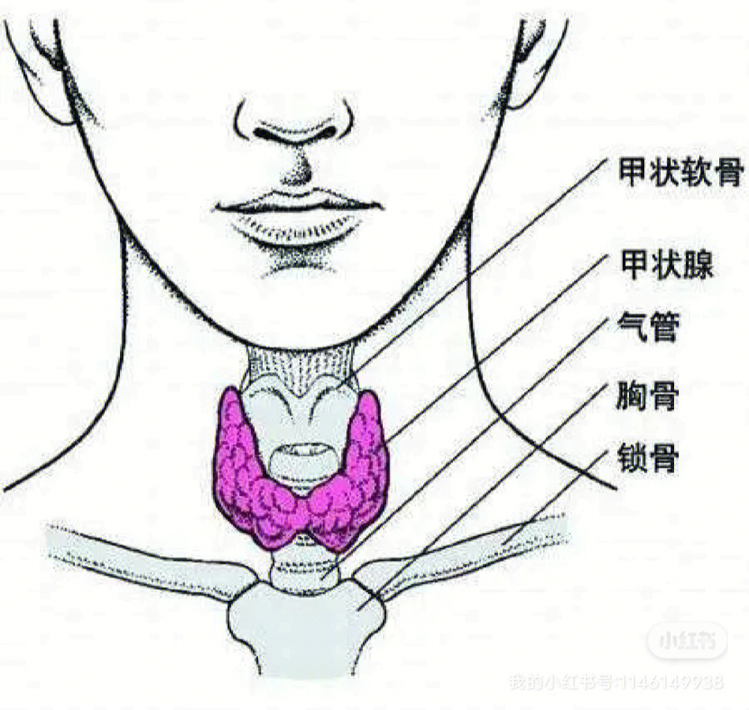 甲状腺软骨疼图片