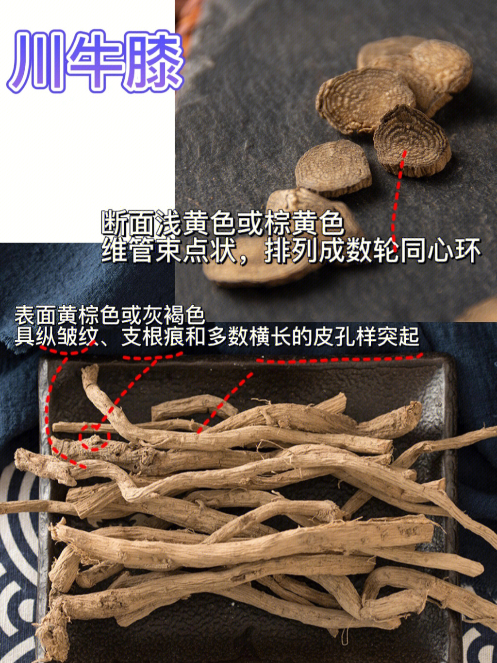 中药根茎类图片及名称图片